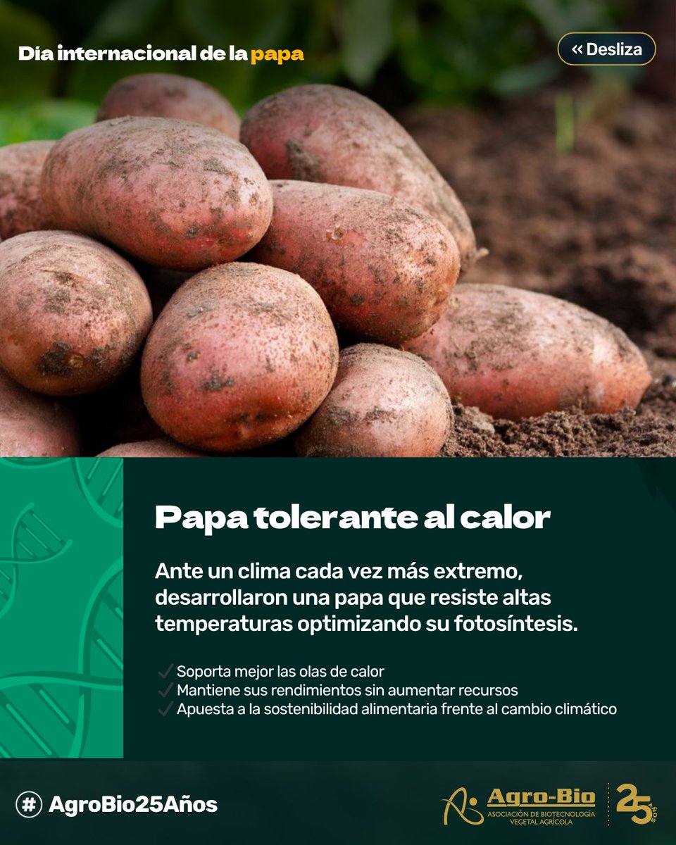Agrobio_andina's tweet image. Hoy celebramos el día internacional de la #papa reconociendo su poder genético 🌱 Gracias a la biotecnología, ya existen:
✅ Papas resistentes al calor
✅ A enfermedades como el tizón tardío y Zebra chip
✅ Y un super pangenoma que acelera su mejoramiento
La papa tiene…