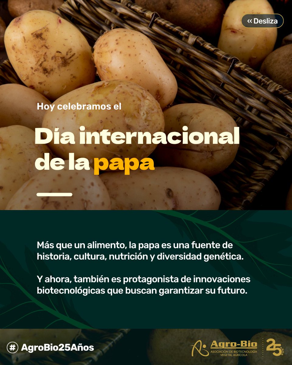 Agrobio_andina's tweet image. Hoy celebramos el día internacional de la #papa reconociendo su poder genético 🌱 Gracias a la biotecnología, ya existen:
✅ Papas resistentes al calor
✅ A enfermedades como el tizón tardío y Zebra chip
✅ Y un super pangenoma que acelera su mejoramiento
La papa tiene…