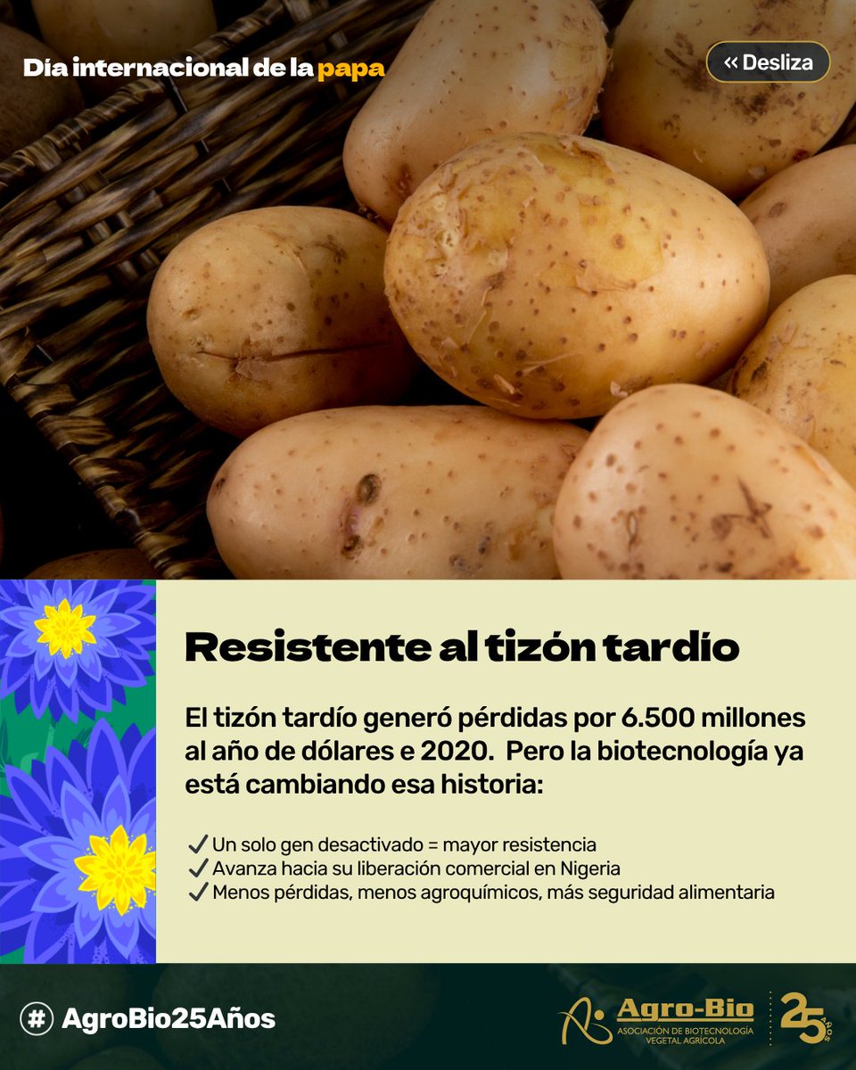 Agrobio_andina's tweet image. Hoy celebramos el día internacional de la #papa reconociendo su poder genético 🌱 Gracias a la biotecnología, ya existen:
✅ Papas resistentes al calor
✅ A enfermedades como el tizón tardío y Zebra chip
✅ Y un super pangenoma que acelera su mejoramiento
La papa tiene…