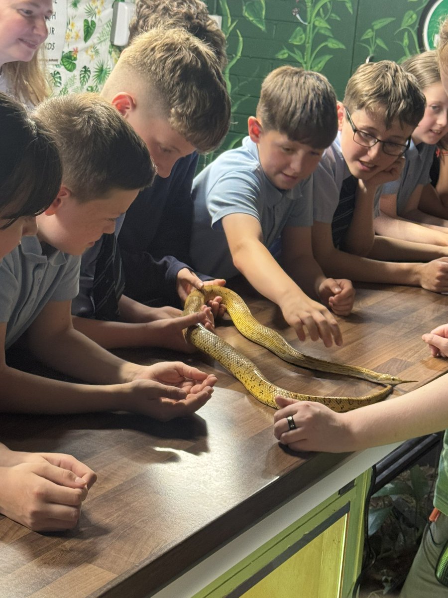 (1/2) 🌿 P6 had an amazing visit to Amazonia this week, exploring the wonders of the rainforest! They developed their listening, observation, and questioning skills while learning about habitats, conservation, and biodiversity. A fantastic hands-on learning experience! 🌱🐍🦜