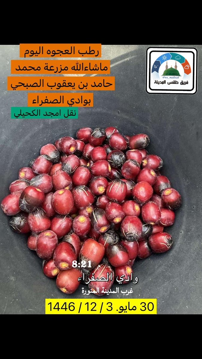 رطب العجوة من صيف وادي الصفرا غرب #المدينة_المنورة اليوم الجمعة 1446/12/3هـ اللهم بارك
#فريق_طقس_المدينة
عبر عضو الفريق : امجد الكحيلي   
<a href="/we_madinah/">فريق طقس المدينة</a> 
<a href="/we_madinah1/">فريق طقس المدينة ① ♔ الحساب البديل♔</a>  
 سناب: snapchat.com/add/we_madinah…
توك تك:tiktok.com/@we_madinah