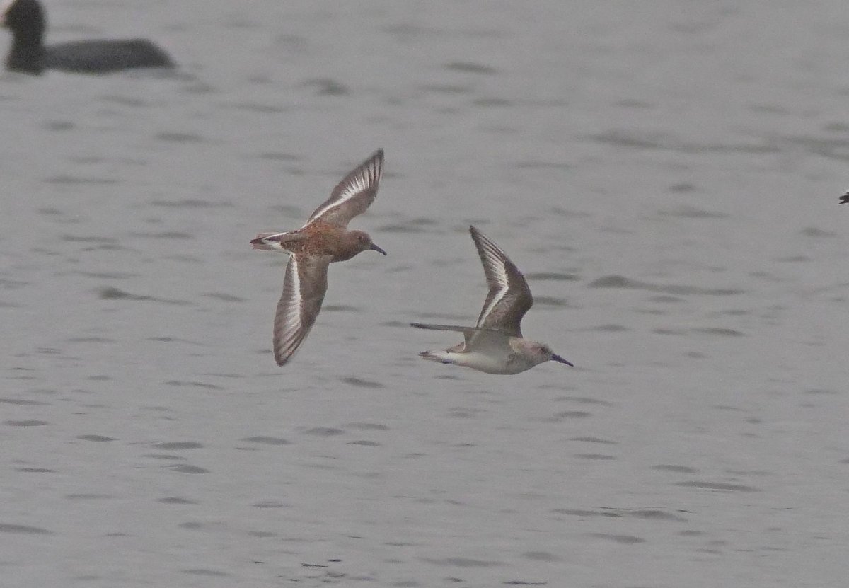 We've had a few Sanderling passing through this past week, with a range of transitional plumages. This rusty bird on the north shore this afternoon are about as good as they get.