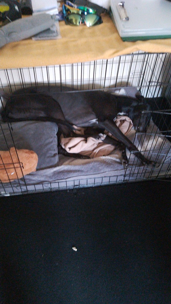 Iz still in a huff!! No cuddles for dad or spare pawent!! I do luffs my caby tho. #grumpygreyhound