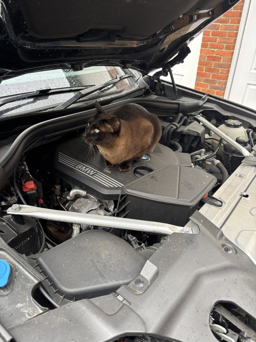 <a href="/MalcolmtheCat2/">Malcolm *Ginger Kitty*</a> My Laszlo is my cat mechanic!