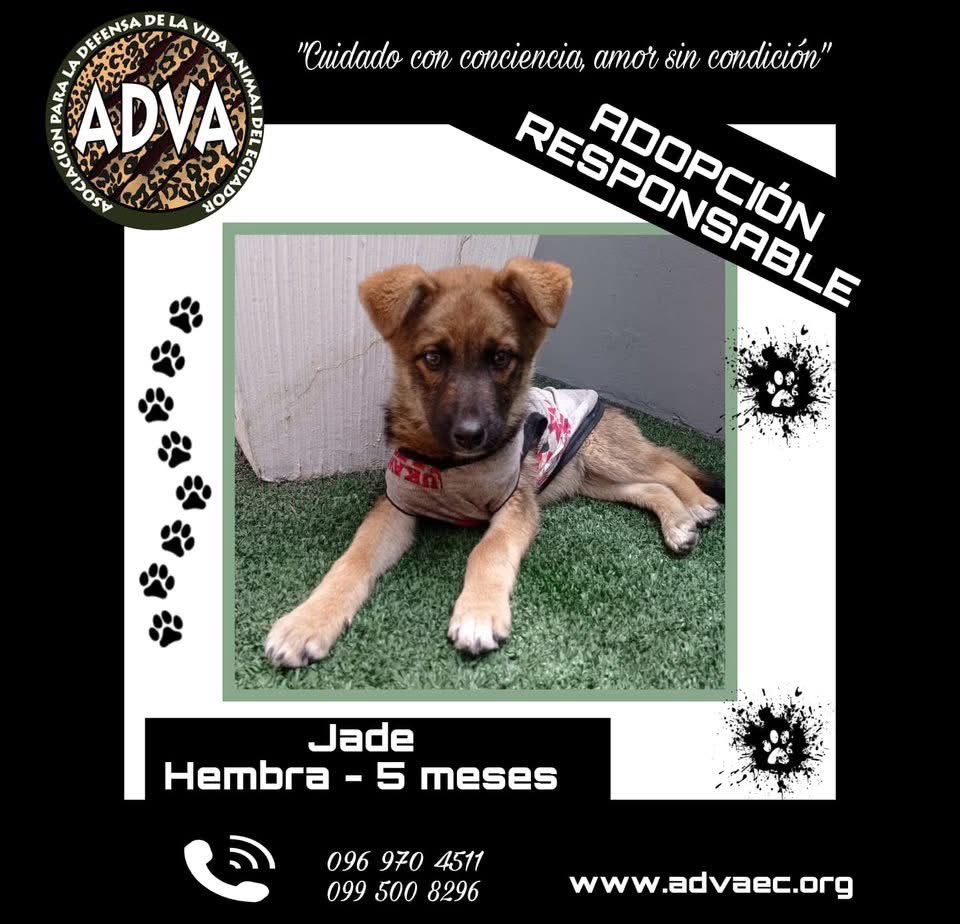 🐶🫶🏼 Estamos buscando una familia para Jade, la conocí hace poco, es una perrita súper tranquila y amorosa, tiene 5 meses.

Ayudemos a que Jade encuentre una familia que la ame.