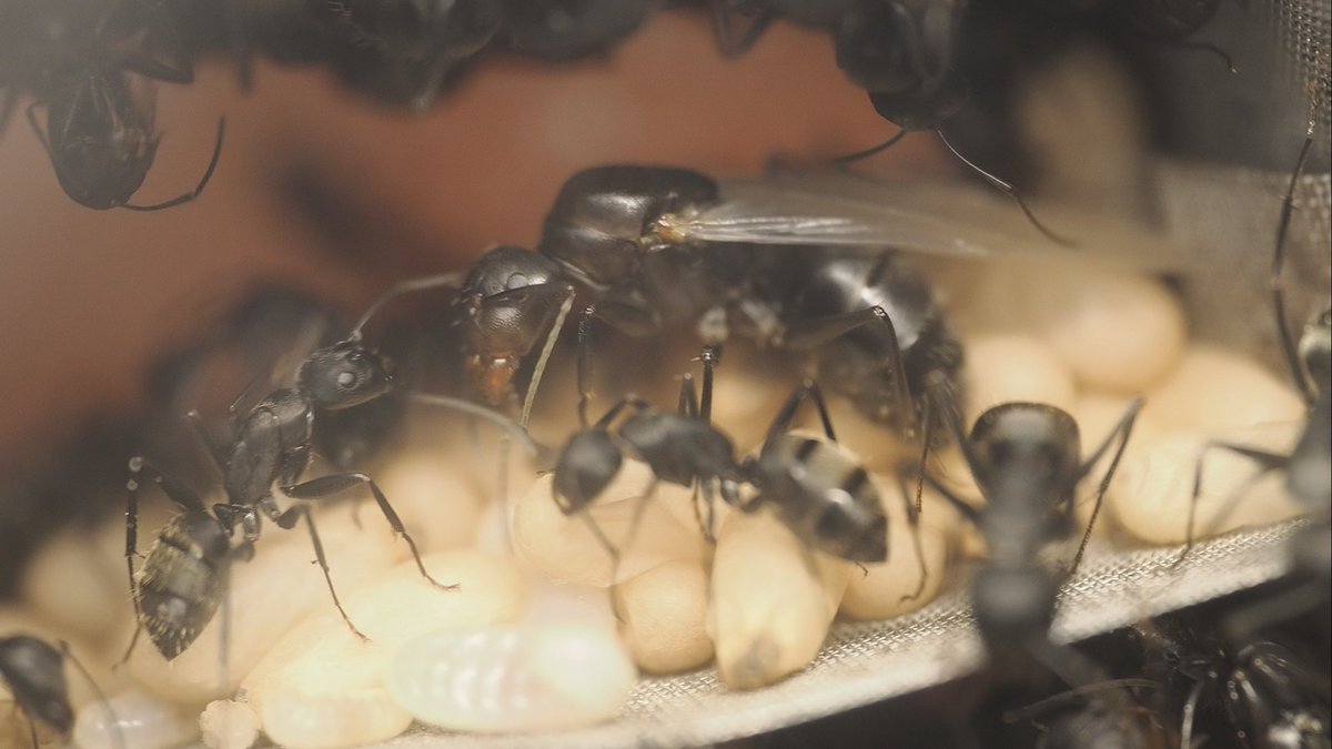 蟻のエンサイクロペディア【アリ飼育】 (@ariuncyclopedia