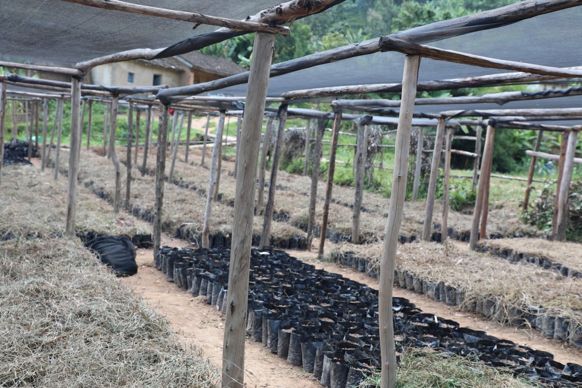 Rwanda Rural Rehabilitation Initiative, RWARRI (@rrwarri) on Twitter photo Hats off to the amazing farmer groups in <a href="/RubavuDistrict/">Rubavu District</a> & <a href="/RutsiroDistrict/">Rutsiro District</a> working day in and day out to grow seedlings (agroforestry & fruits) for the 2025 tree planting season! You're the roots of a greener tomorrow.
#TreePlanting2025 Hats off to the amazing farmer groups in <a href="/RubavuDistrict/">Rubavu District</a> & <a href="/RutsiroDistrict/">Rutsiro District</a> working day in and day out to grow seedlings (agroforestry & fruits) for the 2025 tree planting season! You're the roots of a greener tomorrow.
#TreePlanting2025
