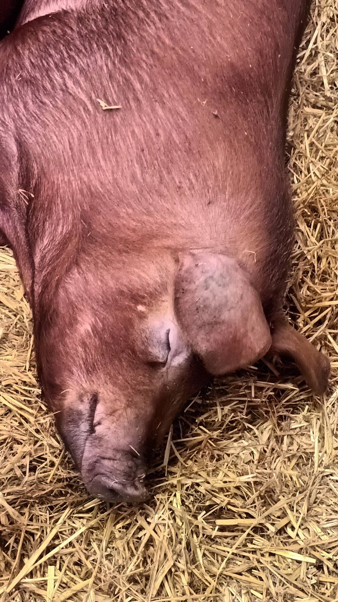 PeachesTweets's tweet image. #RoyalBathandWest Show
A fantastic day out for absolutely everyone!
@BathandWest