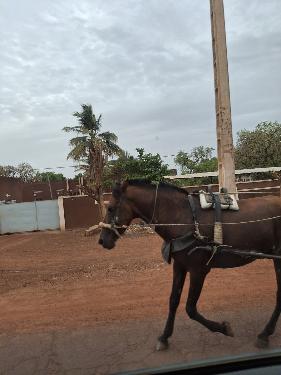 La région de San, au #Mali 

#TOEDiro
