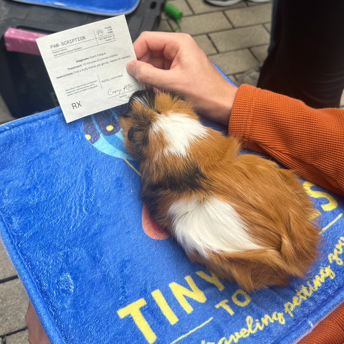 Our students took a break from studying to make some new friends this afternoon. Macaroni and Cheese, the rabbits, were fan favorites, and it's easy to see why!