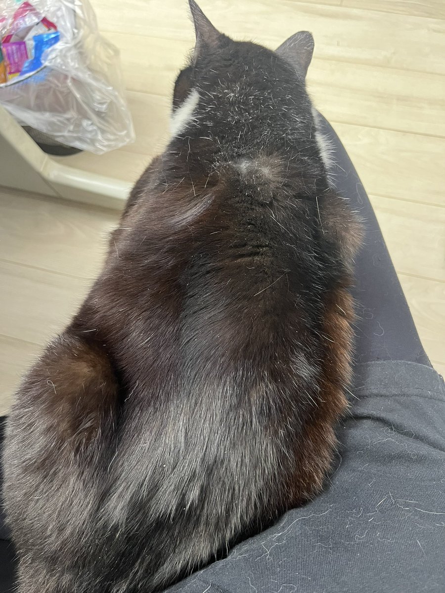 g_g_mtd's tweet photo. 会社の猫が居なくなってしまいました。
ハチワレ メス 右の前足が折れていて三本足で歩きます。
名前はぱんちゃん、短く小さな声でにゃおっと鳴きます。
トラックの荷台に乗って移動してしまった可能性があり埼玉東京で探しています。
#迷い猫 #迷い猫探しています #迷子猫 #迷子猫保護 https://t.co/pxhEUrX6yi