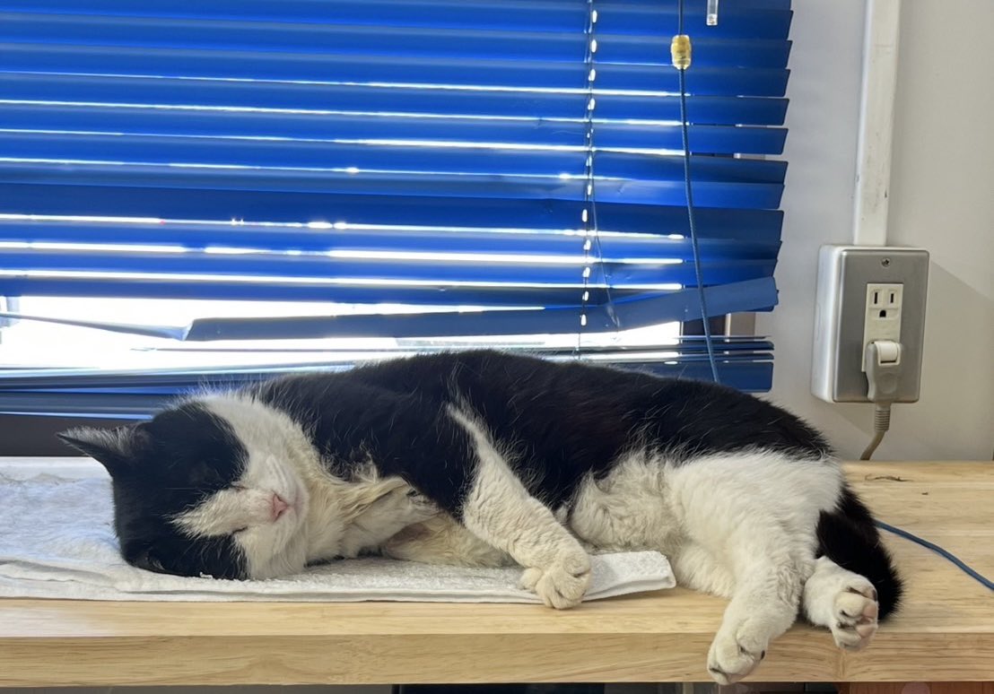 g_g_mtd's tweet photo. 会社の猫が居なくなってしまいました。
ハチワレ メス 右の前足が折れていて三本足で歩きます。
名前はぱんちゃん、短く小さな声でにゃおっと鳴きます。
トラックの荷台に乗って移動してしまった可能性があり埼玉東京で探しています。
#迷い猫 #迷い猫探しています #迷子猫 #迷子猫保護 https://t.co/pxhEUrX6yi