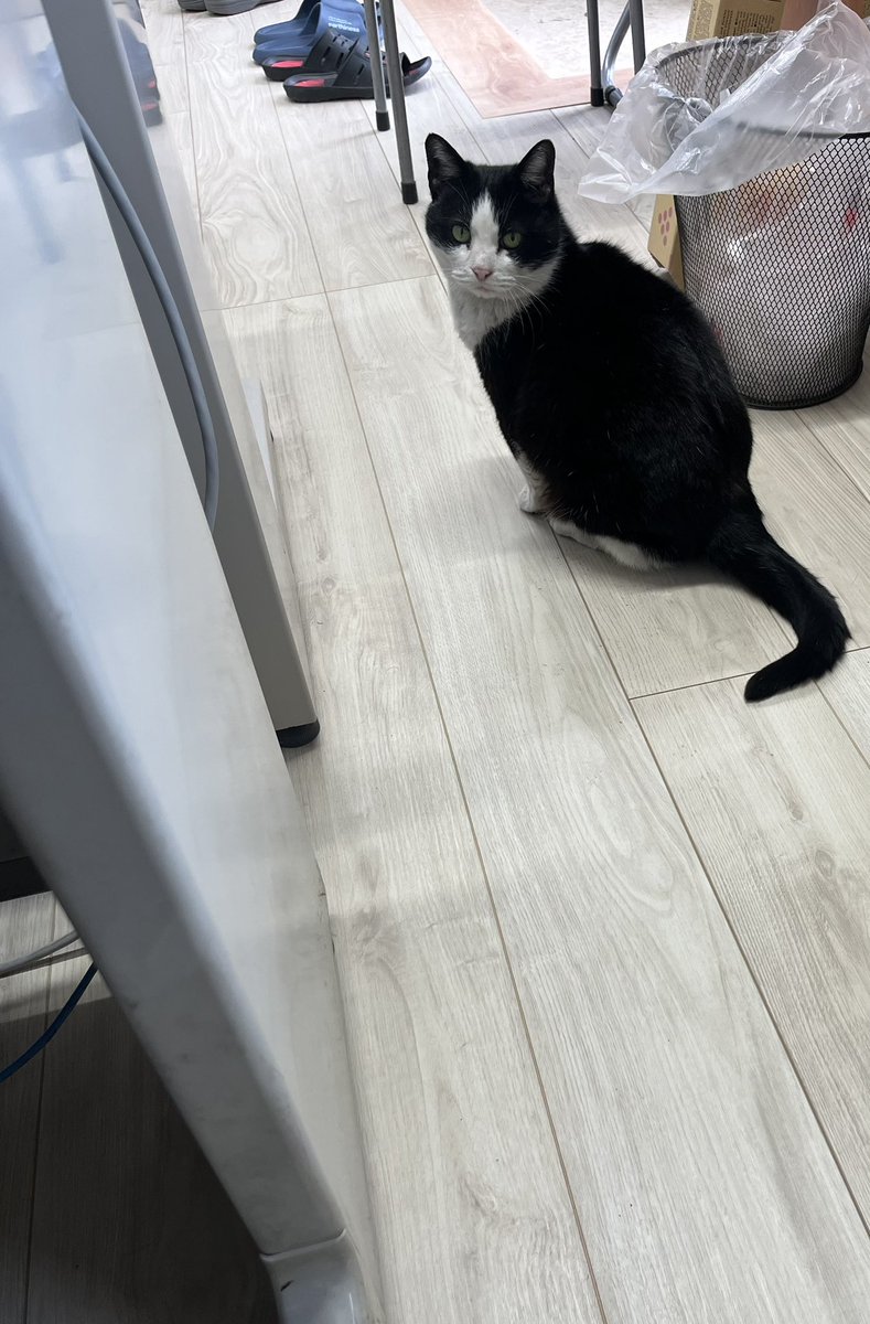 g_g_mtd's tweet photo. 会社の猫が居なくなってしまいました。
ハチワレ メス 右の前足が折れていて三本足で歩きます。
名前はぱんちゃん、短く小さな声でにゃおっと鳴きます。
トラックの荷台に乗って移動してしまった可能性があり埼玉東京で探しています。
#迷い猫 #迷い猫探しています #迷子猫 #迷子猫保護 https://t.co/pxhEUrX6yi