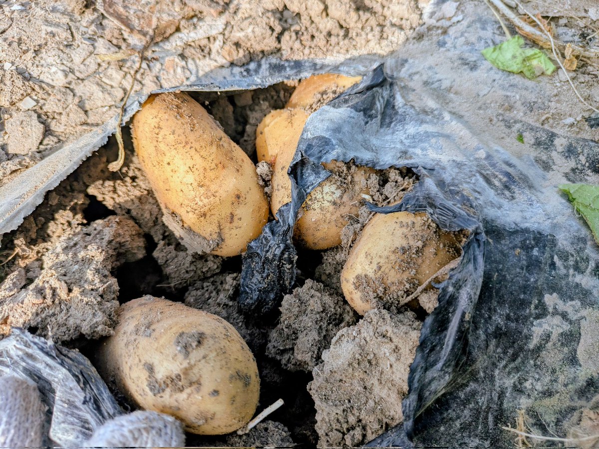 今日はじゃがいもステージ