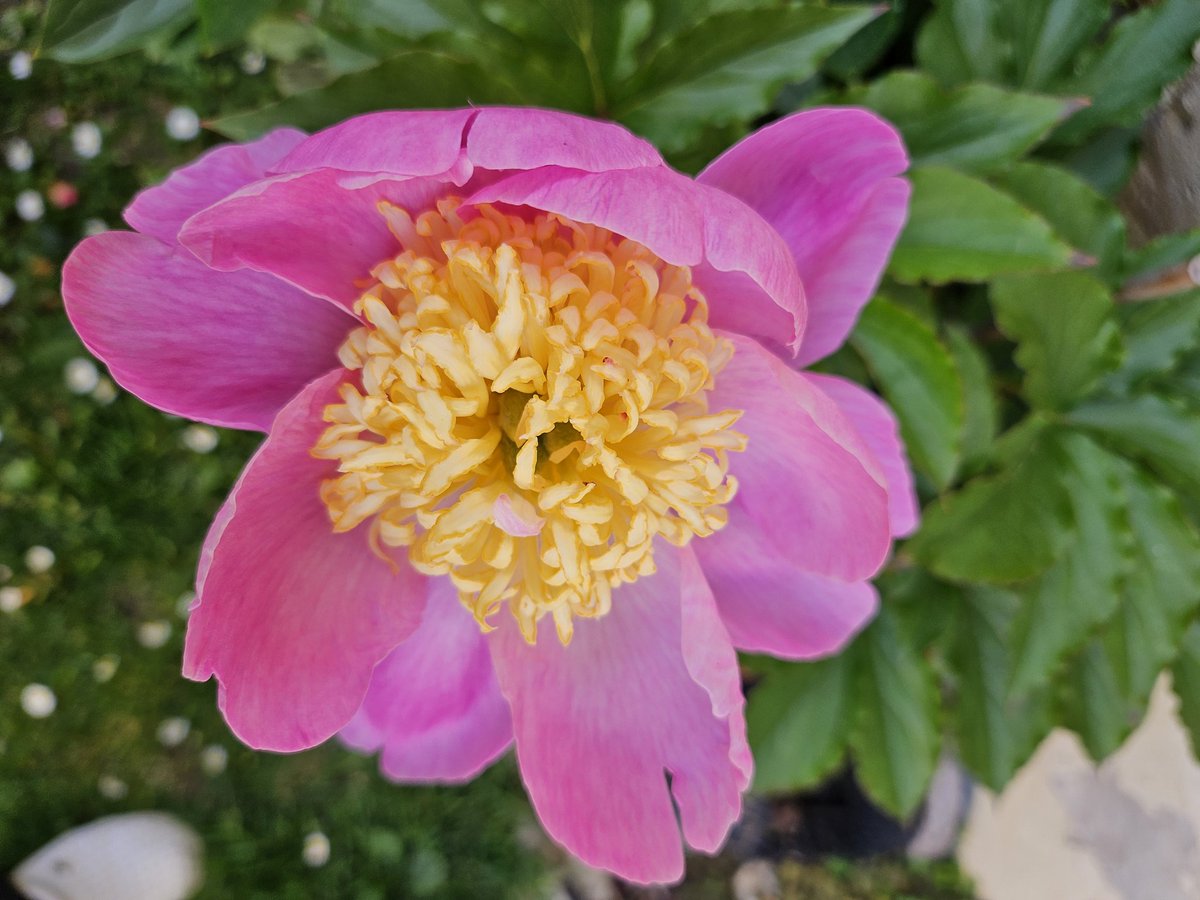 Pivoine avec un cœur de chrysanthème 🍃🌼🌸🌼🍃
 La nature  ,l’artiste  🙏🕊🍀
   Bonheur printanier au jardin ☀️ 🐝🪲🐞📸