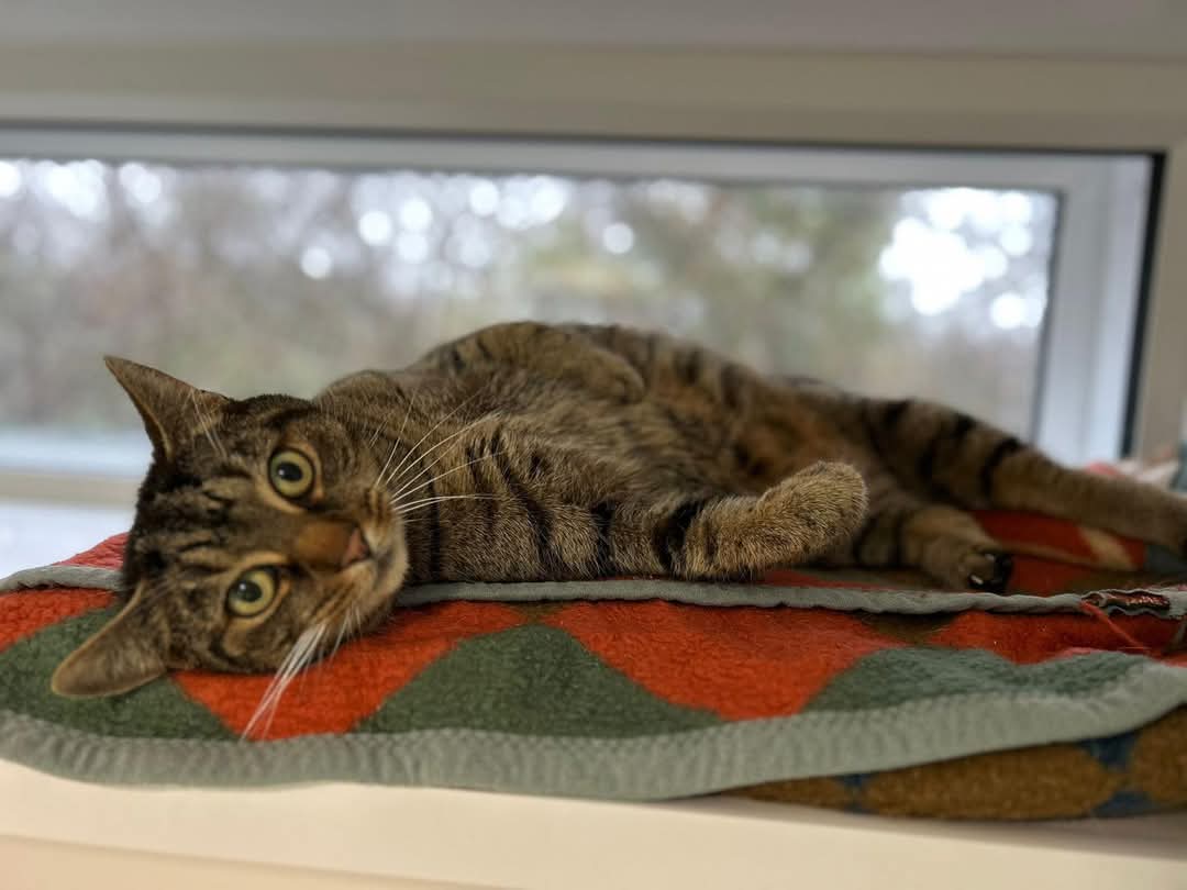 🌌She's just a Cosmic girl from another galaxy🌌

Could your universe centre around our very gorgeous Cosmic?

Are you missing a feline friend in your life? Could Cosmic be the cat for you?

To apply to adopt Cosmic, follow the link below👇 Don't forget to put her name 🐱