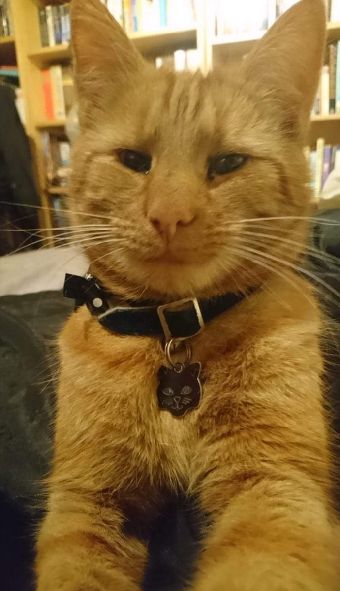 BookishTrish's tweet photo. Is it me or does this Cat look like @ChrisGPackham from #Springwatch  #BBCSpringwatch  ???  @michaelastracha  #lookalikecats  #Cats  #CatImpersonator https://t.co/88Y8M6qSnT