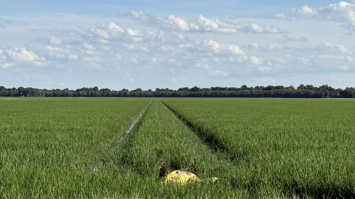Arkansas Rice Update
5-30-25
arkansascrops.uada.edu/posts/crops/ri…

Progress, late planted rice, weed control, drift, &amp; markets.