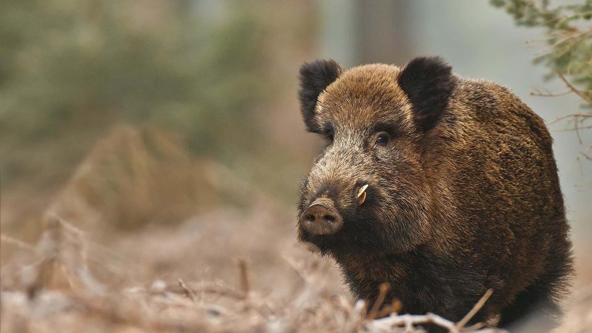 NathusSilverus's tweet image. Nintendo villains