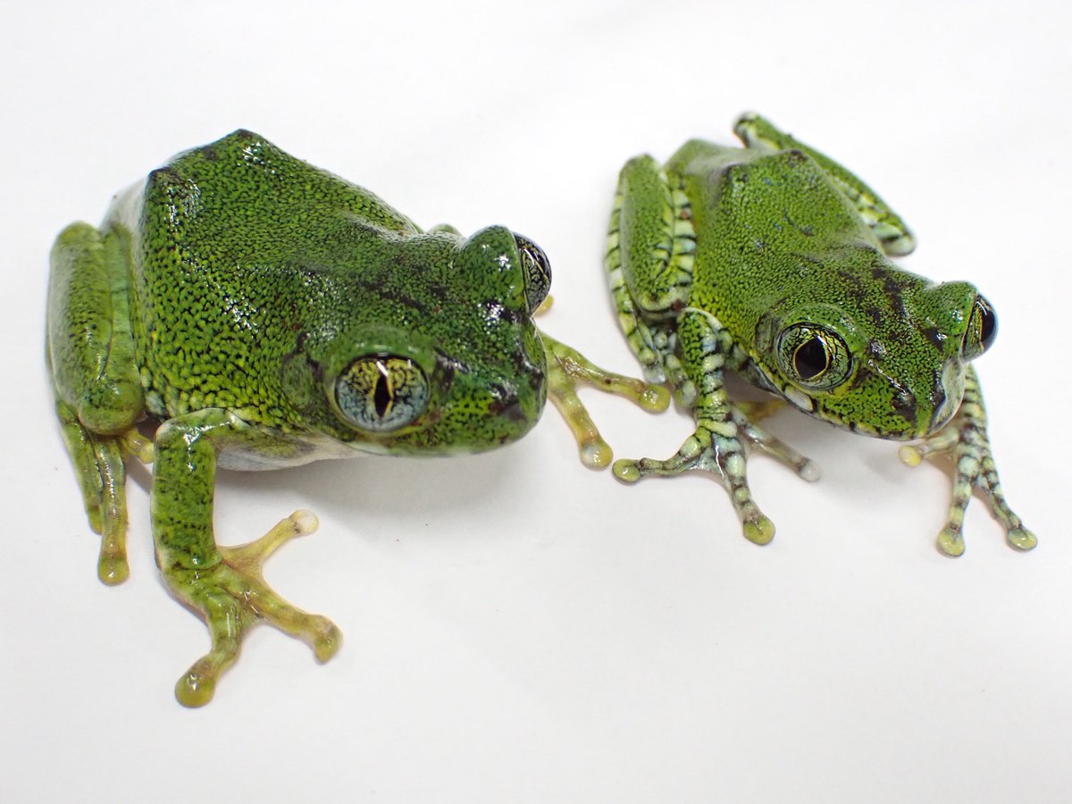 ムシクイオオクサガエル 生体）ムシクイオオクサガエル | ペットショップ かわいいいきものたち