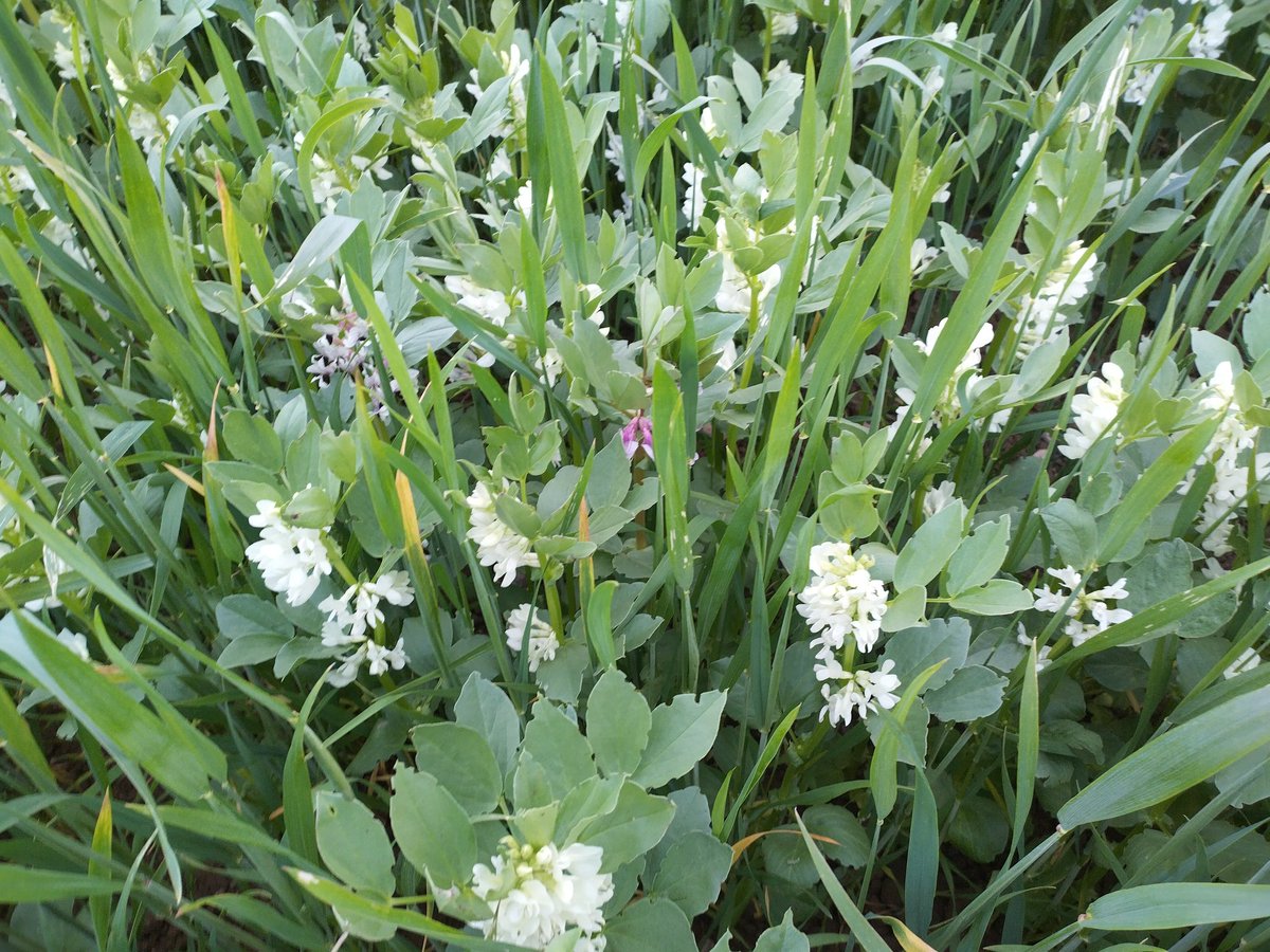 Intercrop of beans &amp; wheat was all a buzz today with both honey bees and bumblebees. 

The wheat will get a constant supply of biologically fixed nitrogen from the beans, hopefully making milling quality 

#intercrop #beans #wheat #bread #farmingfornature #baseireland