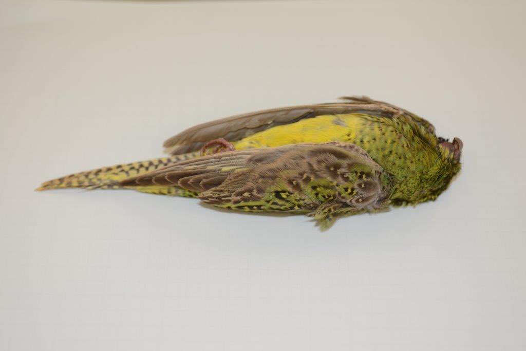 Neil hamilton Parrotman(Martu name)π¦π¦
πΎ (@neilham2007) on Twitter photo For over 17 years now the research and protection of Night Parrots biodiversity on this #WorldParrotDay has been an ongoing goal of a dedicated Ghost Bird Volunteer. team.<a href="/NightParrotWA/">GhostBirdVolunteers π¦π¦
π¦ππ¦π</a> #parrots #volunteers #desert #research #birding #nightparrot #birds π¦π For over 17 years now the research and protection of Night Parrots biodiversity on this #WorldParrotDay has been an ongoing goal of a dedicated Ghost Bird Volunteer. team.<a href="/NightParrotWA/">GhostBirdVolunteers π¦π¦
π¦ππ¦π</a> #parrots #volunteers #desert #research #birding #nightparrot #birds π¦π