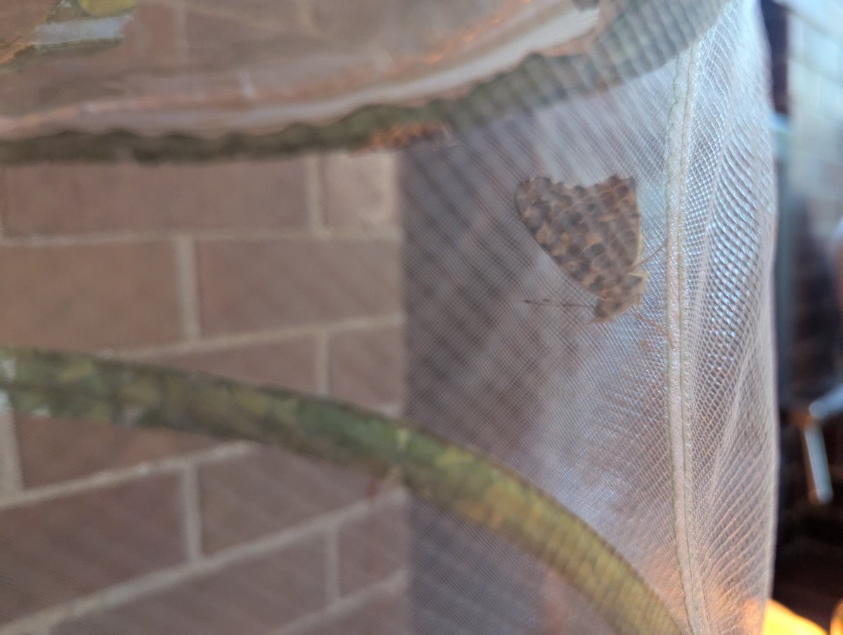 MrsDMorris (@mrsdmorris1) on Twitter photo Reception, you have 3 butterflies! We are taking good care of them, and hopefully the other 2 will emerge soon <a href="/MissDugganEYFS/">MissDuggan</a> <a href="/parishschool1/">Parish CE School</a> Reception, you have 3 butterflies! We are taking good care of them, and hopefully the other 2 will emerge soon <a href="/MissDugganEYFS/">MissDuggan</a> <a href="/parishschool1/">Parish CE School</a>