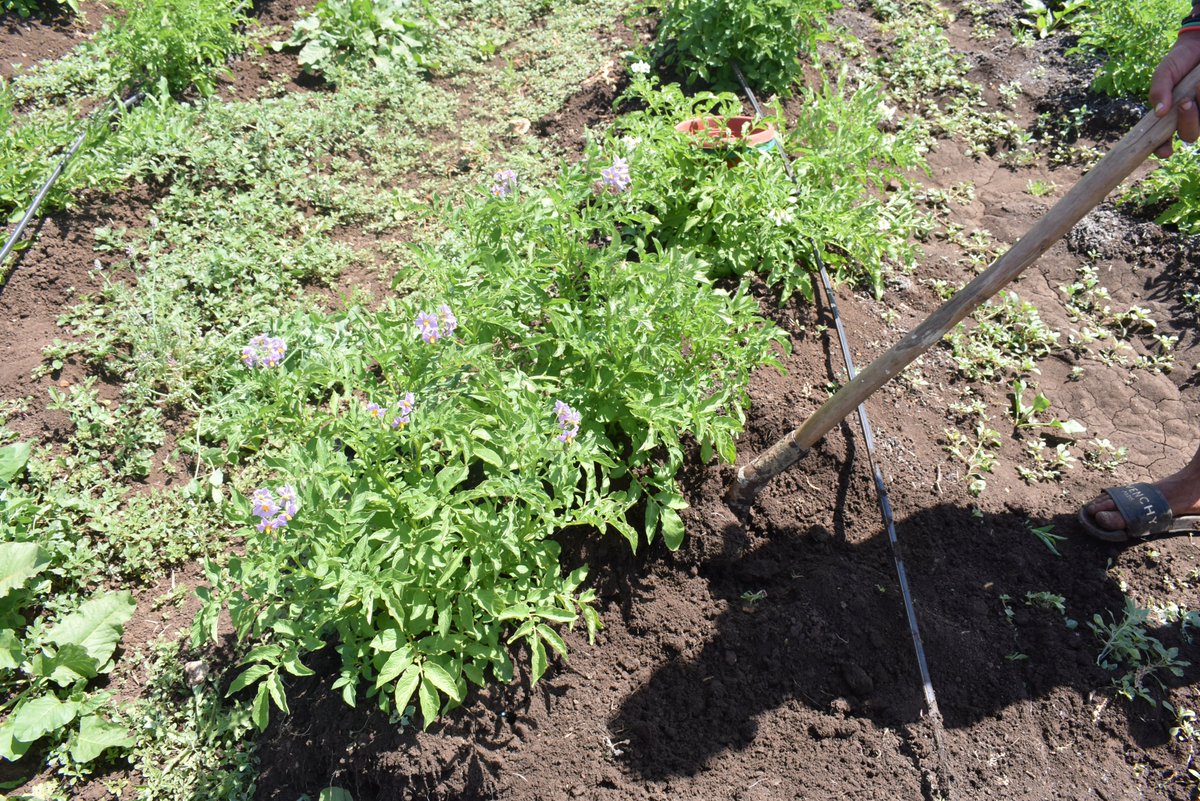 ZDagdad's tweet image. Happy #InternationalDayOfPotato! 🥔
Thrilled to celebrate this day by exploring the fascinating world beneath the soil Using the #Shovelomics method🌱 🌍 #RootSystemOfPotato.
@Visio80
@BouhlalOutmane
@Root2Res
@ICARDA