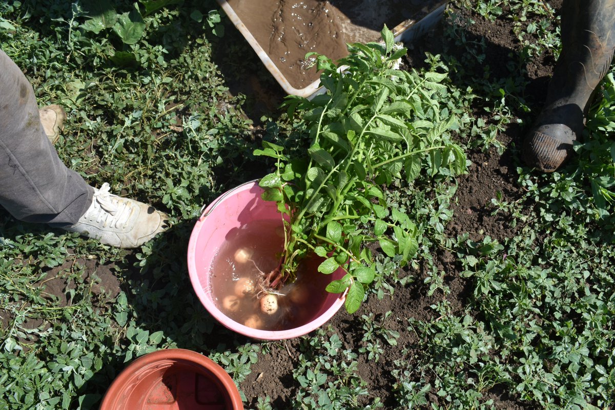 ZDagdad's tweet image. Happy #InternationalDayOfPotato! 🥔
Thrilled to celebrate this day by exploring the fascinating world beneath the soil Using the #Shovelomics method🌱 🌍 #RootSystemOfPotato.
@Visio80
@BouhlalOutmane
@Root2Res
@ICARDA