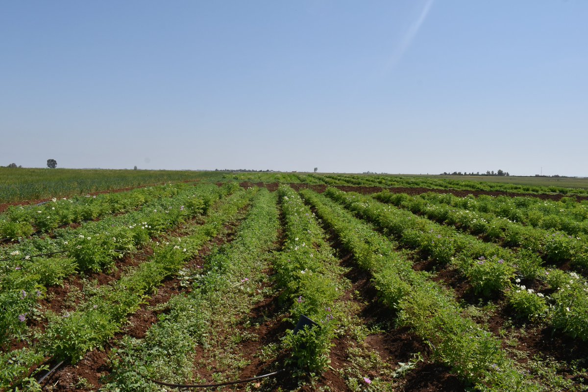 ZDagdad's tweet image. Happy #InternationalDayOfPotato! 🥔
Thrilled to celebrate this day by exploring the fascinating world beneath the soil Using the #Shovelomics method🌱 🌍 #RootSystemOfPotato.
@Visio80
@BouhlalOutmane
@Root2Res
@ICARDA