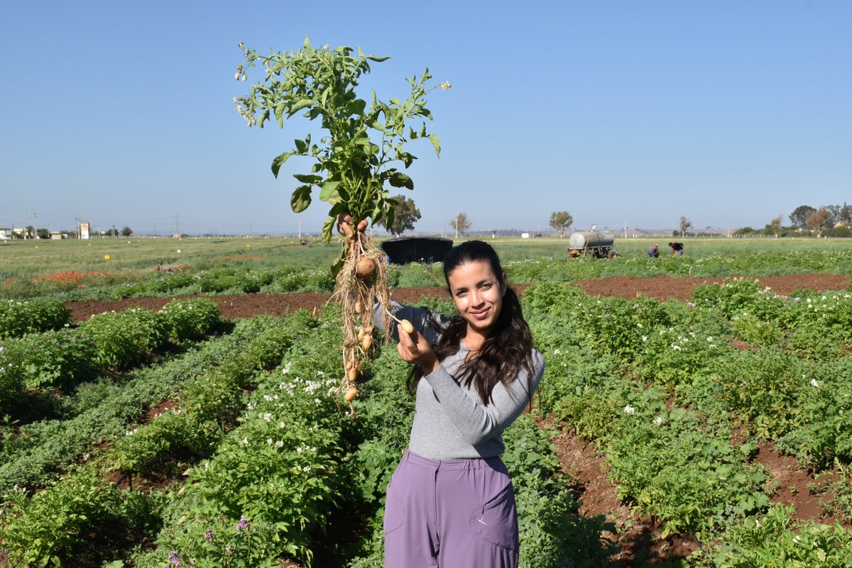 ZDagdad's tweet image. Happy #InternationalDayOfPotato! 🥔
Thrilled to celebrate this day by exploring the fascinating world beneath the soil Using the #Shovelomics method🌱 🌍 #RootSystemOfPotato.
@Visio80
@BouhlalOutmane
@Root2Res
@ICARDA