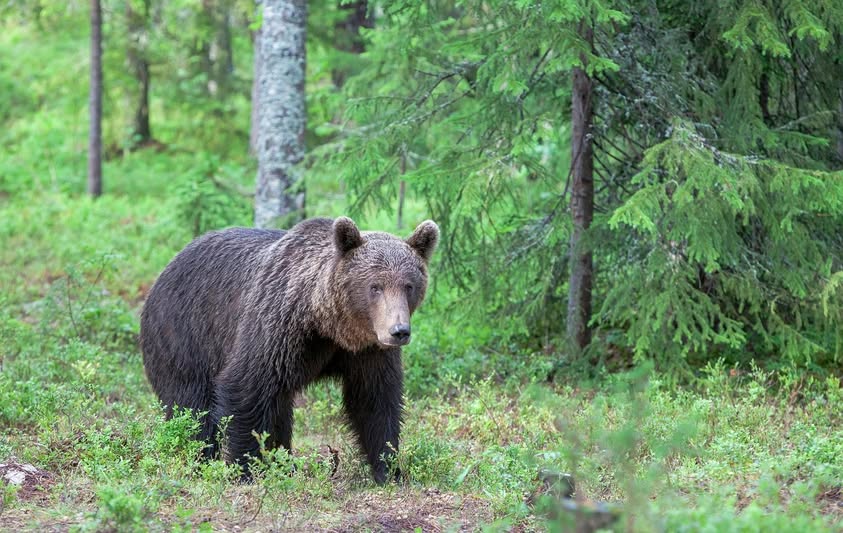 Misiek, który grasuje u mnie w lesie. Podano mieszkańcom ostrzeżenie, by uważać na gościa w domu.