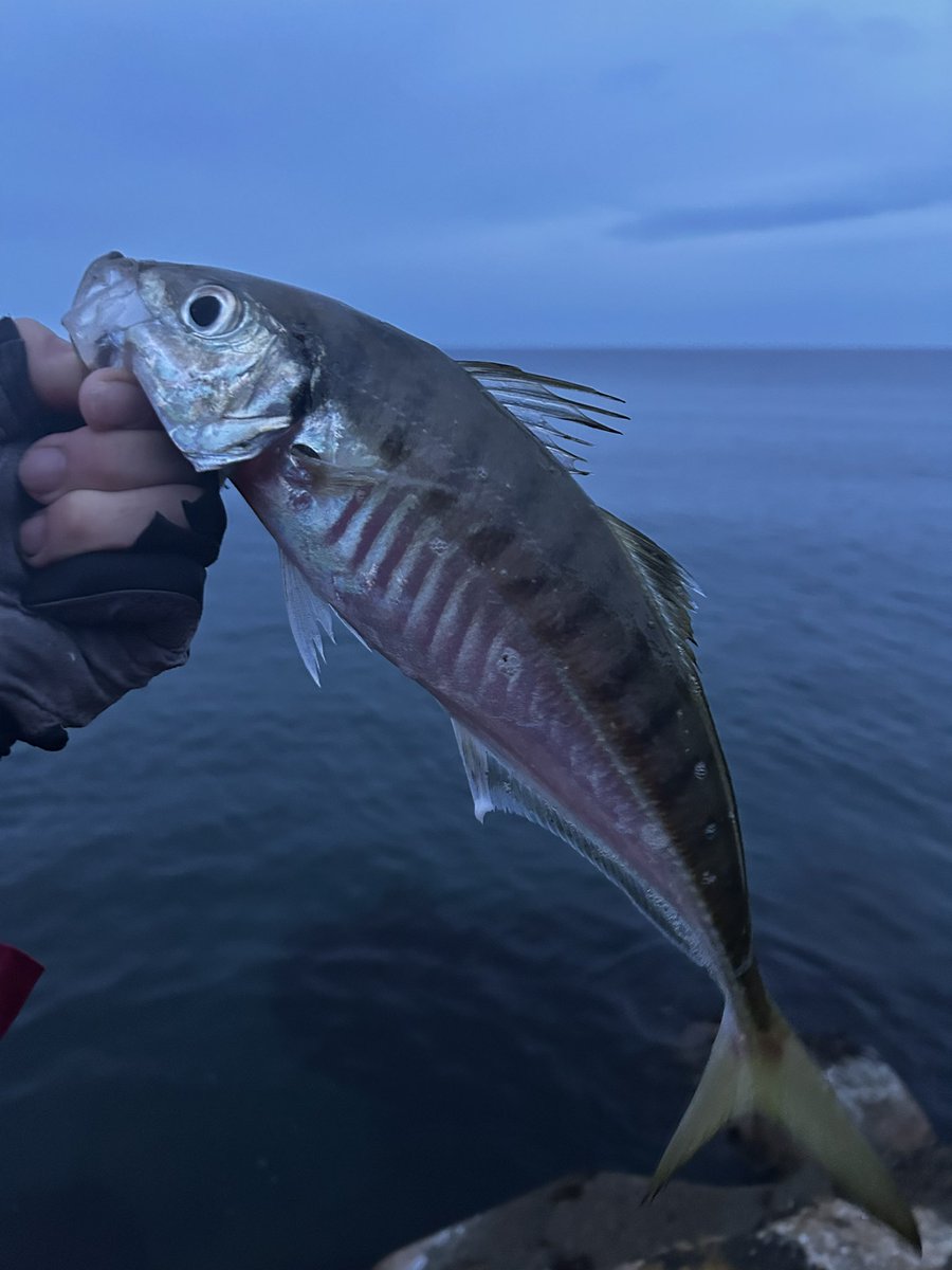 すもふり tweet media