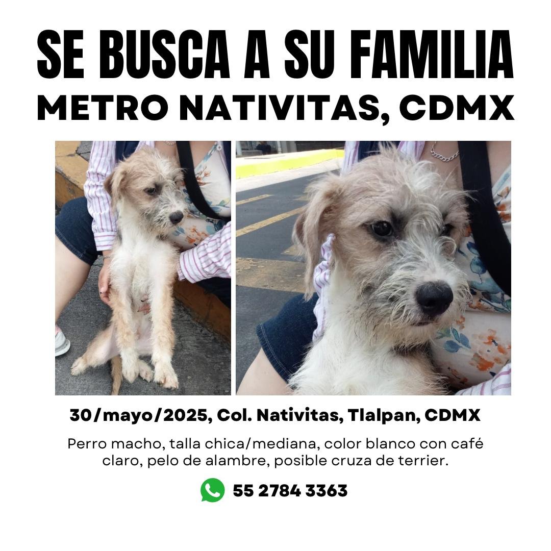 MascotasSismo's tweet photo. Se busca a su familia: Perro macho, talla chica/mediana, posible cruza de terrier. Pelo de alambre, color blanco con manchas cafés. Encontrado 30/mayo/25 en zona de metro Nativitas, Col. Nativitas, Tlalpan, CDMX https://t.co/QW6KDXrieh