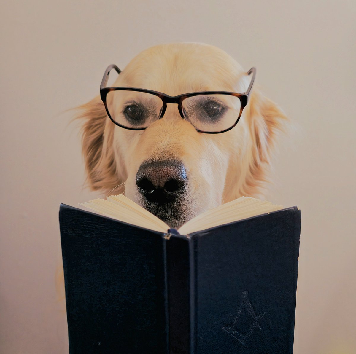SolomonUGLE's tweet image. Every man and his dog is on Solomon, why aren&apos;t you? 🐾

Alright, perhaps not every man and his dog, but every Brother should be!

Get your daily dose of masonic knowledge in this #pawsome place: solomon.ugle.org.uk

#Freemasons #Freemasonry
