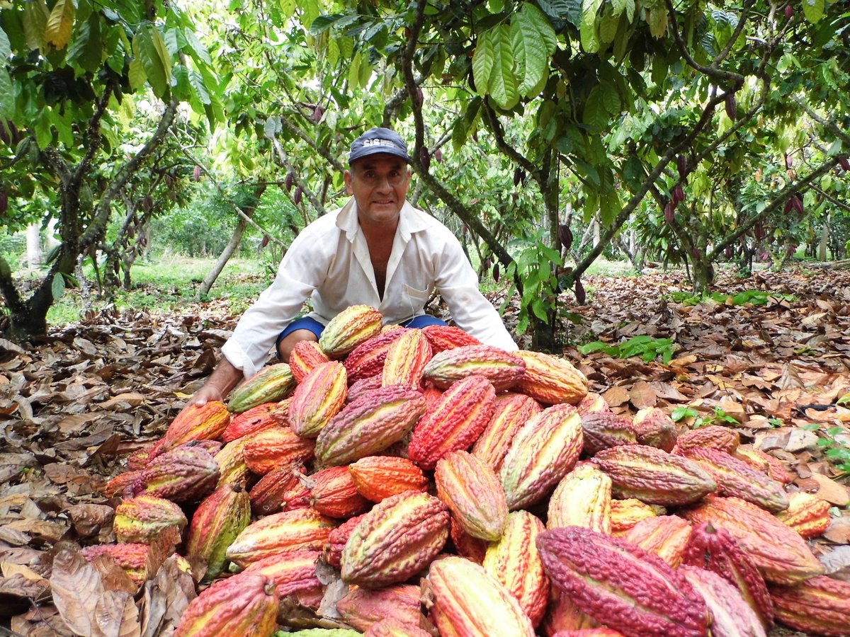 En la 27ª Convención Nacional del Café y Cacao, reafirmamos el compromiso de Suiza 🇨🇭🤝🇵🇪 y su cooperación económica con el desarrollo sostenible de estas cadenas. Promovemos café y cacao con valor agregado, sostenibles y libres de deforestación, generando empleos e inclusión. 🌱