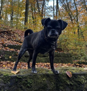 MissingPetsGB's tweet image. 🐕 SHAE is missing from Abbotsley Road, Croxton, St. Neots #PE19
She went missing on 29 May 2025
She is an older girl, chipped and neutered.

Please get in touch if you see or have SHAE. 
Last seen running towards Cambridge on the a428
doglost.co.uk/dog-blog.php?d…