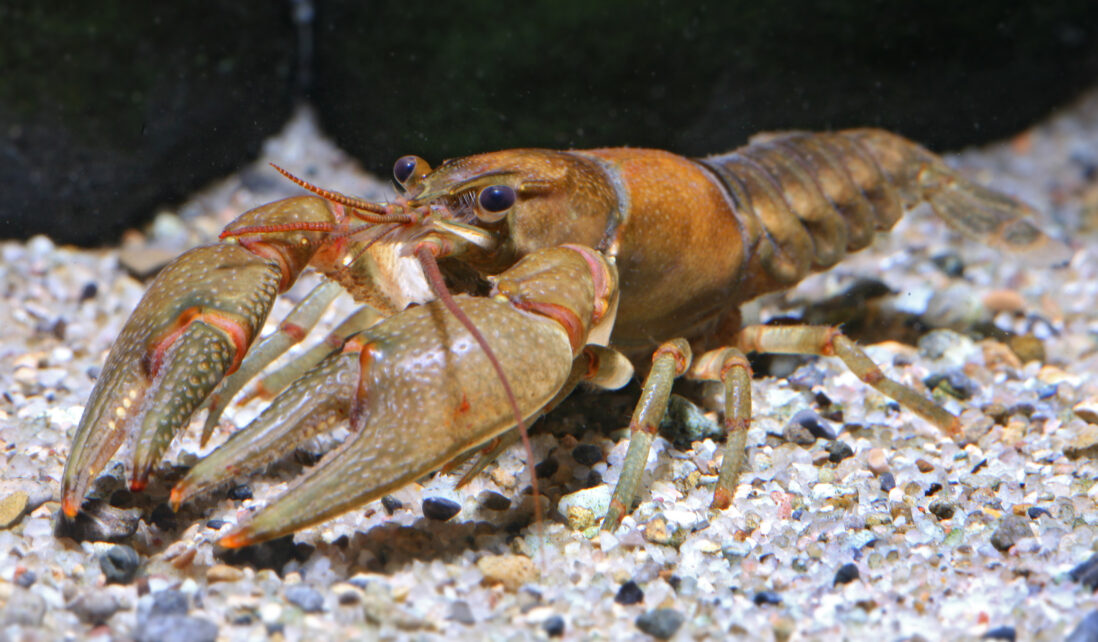 NOAA Sea Grant (@seagrant) on Twitter photo 🦞What can crayfish teach us about #GreatLakes ecosystems? <a href="/ILINSeaGrant/">Illinois-Indiana Sea Grant</a>’s new middle school curriculum explores Great Lakes #science through hands-on lessons about native and #invasive crayfish.
Learn more: iiseagrant.org/new-crayfish-c… 🦞What can crayfish teach us about #GreatLakes ecosystems? <a href="/ILINSeaGrant/">Illinois-Indiana Sea Grant</a>’s new middle school curriculum explores Great Lakes #science through hands-on lessons about native and #invasive crayfish.
Learn more: iiseagrant.org/new-crayfish-c…