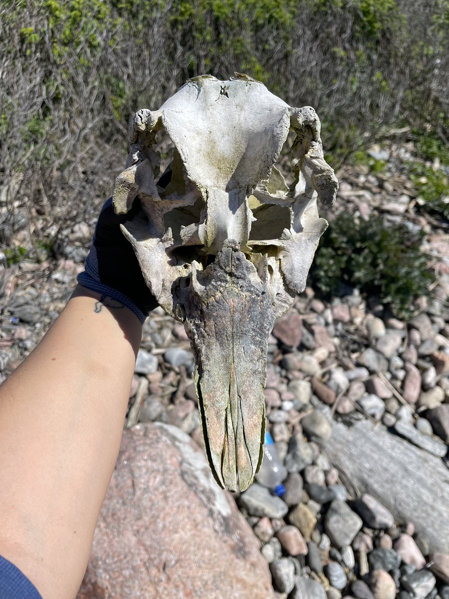 _CleanSea's tweet image. One of our weirdest finds yet! And what in the whale is it? This was lying on the coastline and found on one of our cleanups. Our best guess is a dolphin skull - what do you think it is? 🌊🤔