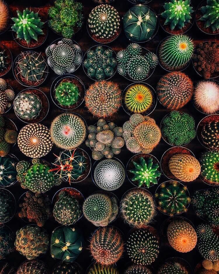 Cactus market 🥰