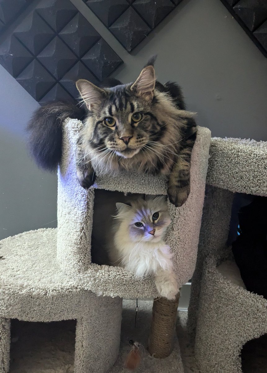 Does it get any cuter?