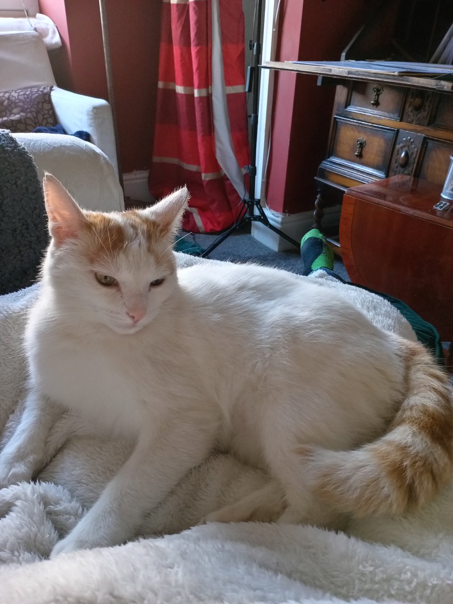 Oaksartuk's tweet photo. Just laying here for you to worship me #cats #CatsOfTwitter #catstuff #catfriends #catlovers #catstuff #rescuecat https://t.co/PXhg6P4LVK