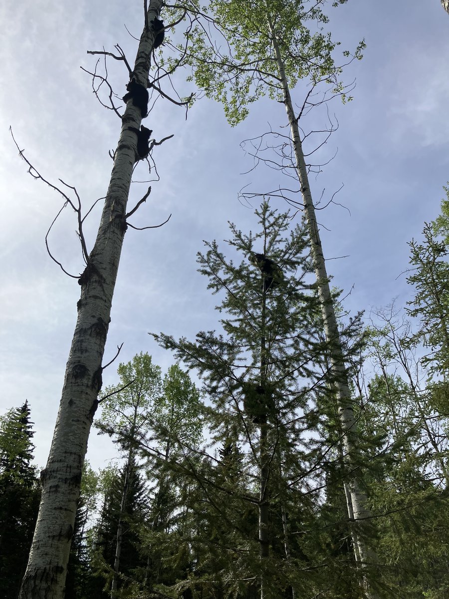 _BCCOS's tweet image. The #COS is asking the public for information after a sow black bear was shot and left near Williams Lake, leaving behind five bear cubs.
tinyurl.com/4e7em32f