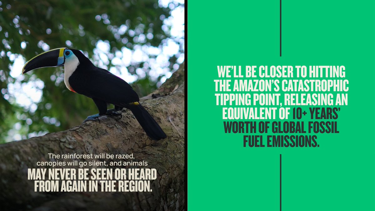 AFrontlines's tweet photo. 🌎🔥 If the Oil Auction in Ecuador’s #Amazon moves forward:

#IndigenousPeoples across 7 nations could lose everything. 

🌳 Species will vanish.
🦜 Others will never be discovered.

So, what’s at stake? 🌱🫀 Rights. Beauty. Nature. Life.

🚨 TAKE ACTION https://t.co/HNVU3L9tm0 https://t.co/oJXKeyJpiY
