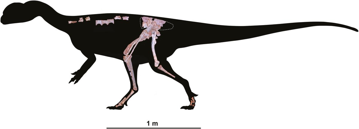 New material of a non-averostran neotheropod dinosaur from the Lower Jurassic Lufeng Formation of Yunnan, south-western China

[UNNAMED]

academic.oup.com/zoolinnean/art…  
Art by <a href="/TheAmazingSpino/">カミトゲスピノ(COMMISSION CLOSED)</a>