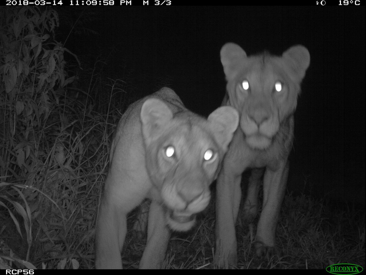 trailcam (@trail_cams) on Twitter photo 