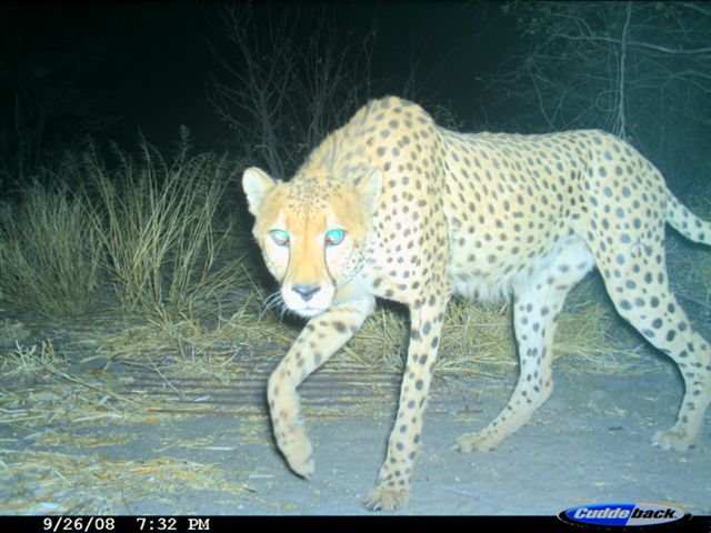 trailcam (@trail_cams) on Twitter photo 