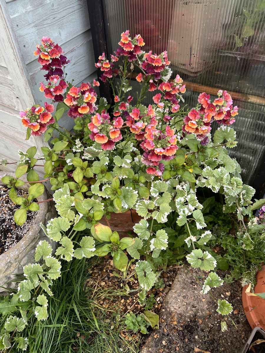 A pillar, a filler &amp; a spiller 
Here’s one I made earlier Monty 
<a href="/GWandShows/">BBC Gardeners World</a>