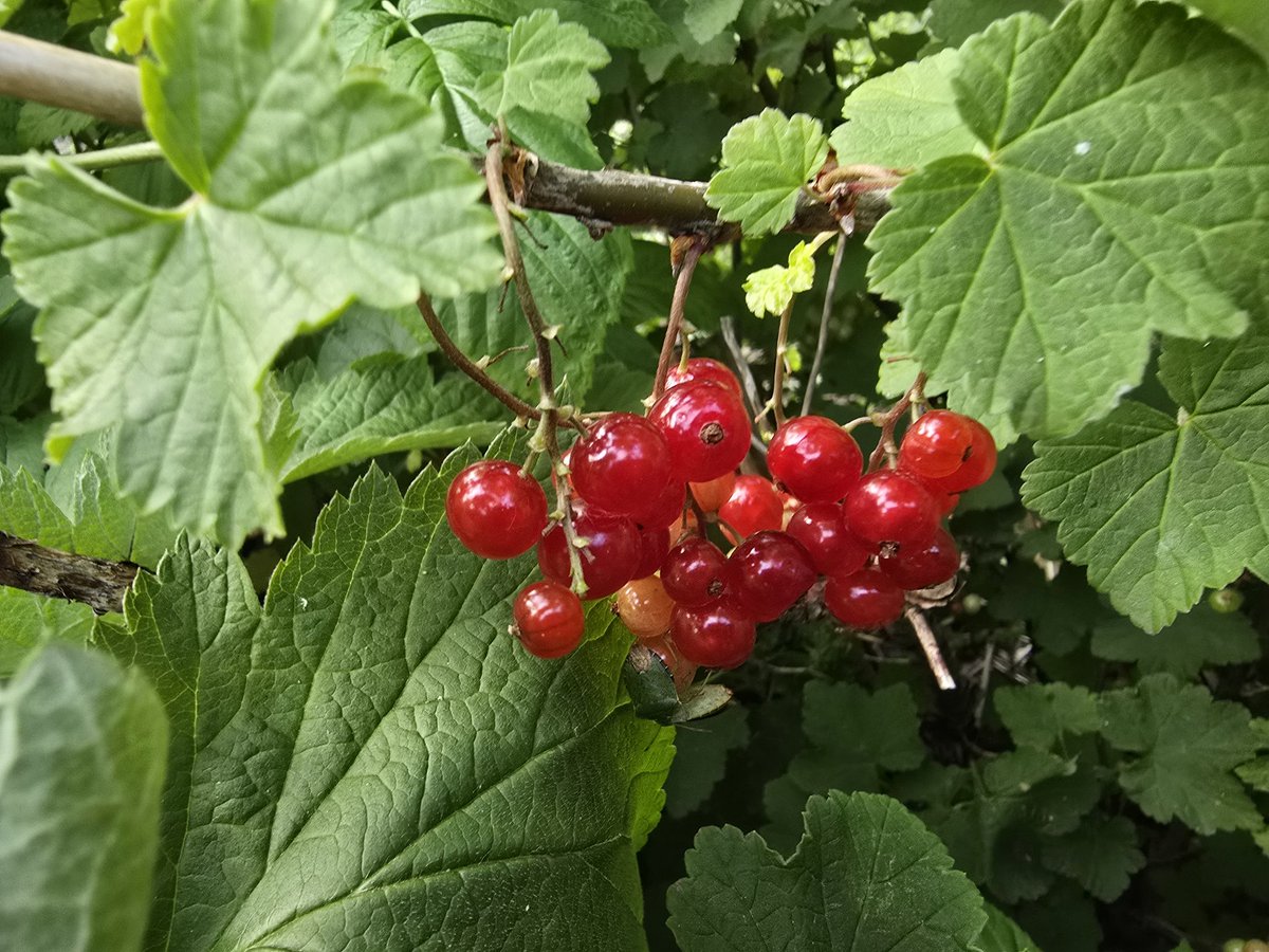 katerina7711's tweet photo. Don't think any of these will make it home. #allotment #redcurrants #berries #yummy #vitaminC #growyourown https://t.co/JVlBQcGLu9