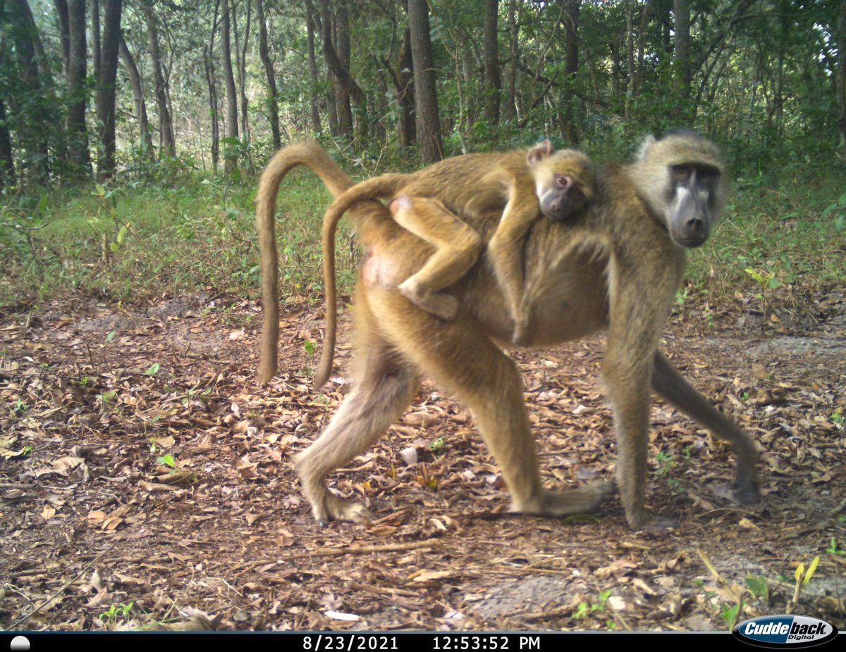 trailcam (@trail_cams) on Twitter photo 